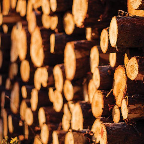 Wood Wood