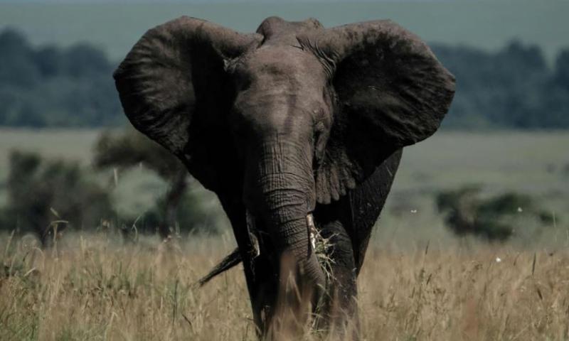 Earth's mammals
