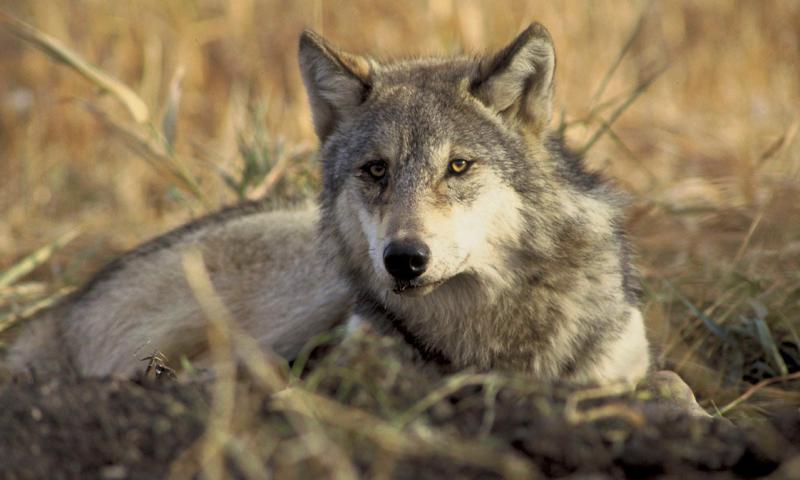 wolf