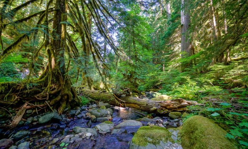 PNW Forest PNW Forest